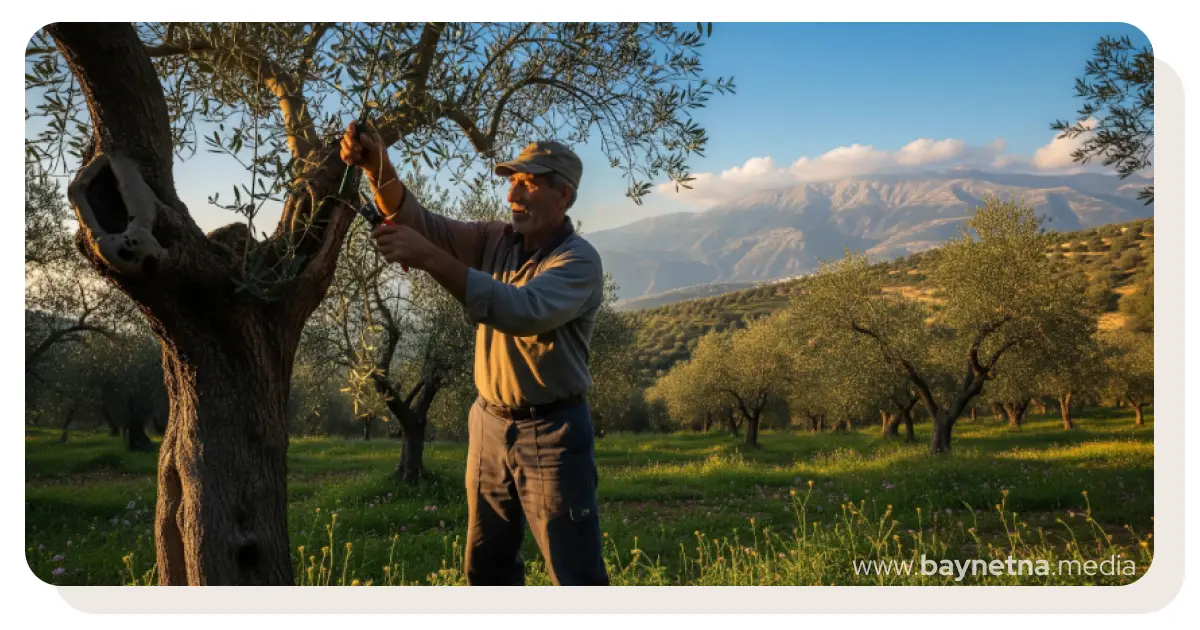 culture de l'olivier - agriculture au Liban